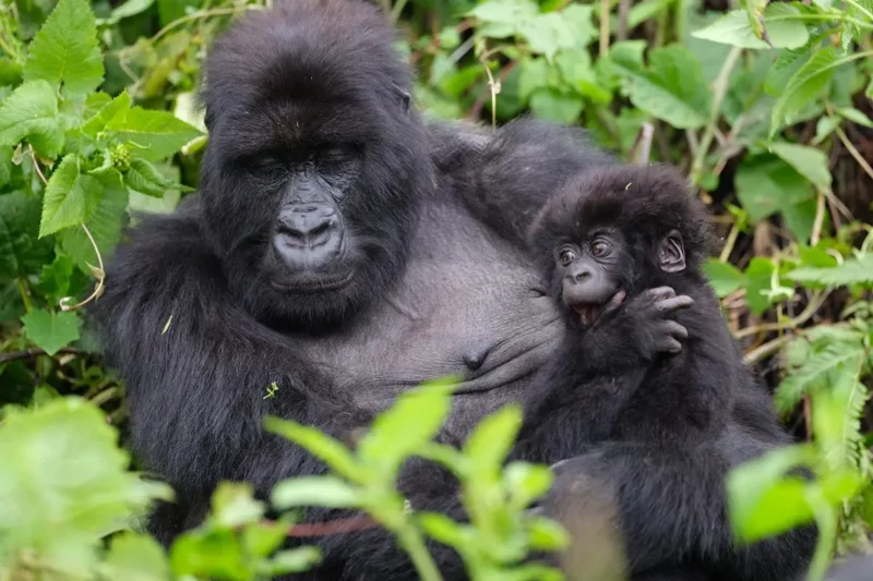 Uganda Gorilla Trekking Safaris Tour