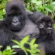 Uganda Gorilla Trekking Safaris Tour