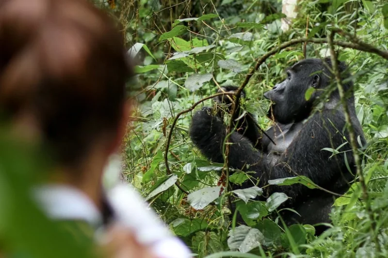 Uganda Gorilla Habituation Safari