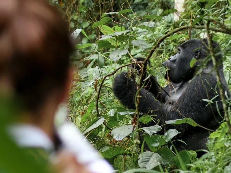Uganda Gorilla Habituation Safari